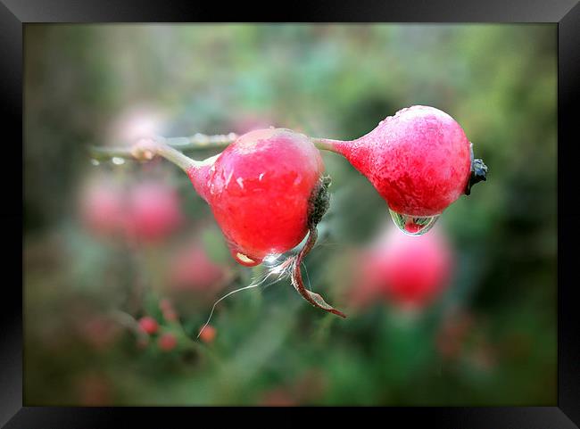 Rosehip syrup Framed Print by Valerie Anne Kelly