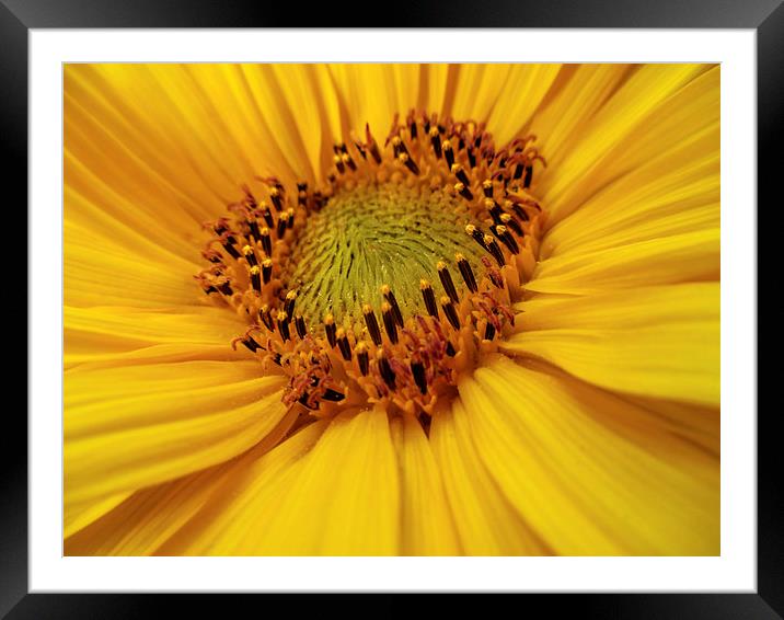  Sunflower heart Framed Mounted Print by Valerie Anne Kelly