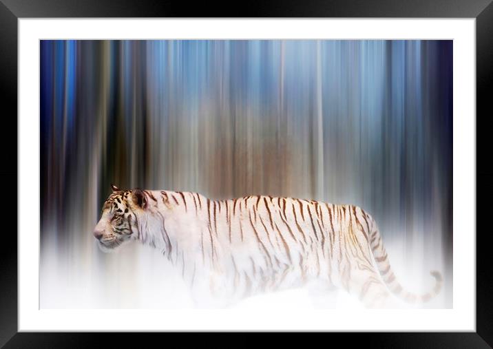 Tiger in the mist Framed Mounted Print by Valerie Anne Kelly