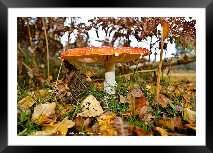 He is a FUNGI Framed Mounted Print by paul barton