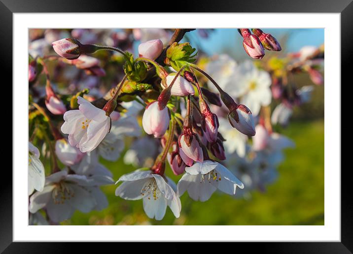 Flowering spring Framed Mounted Print by paul barton