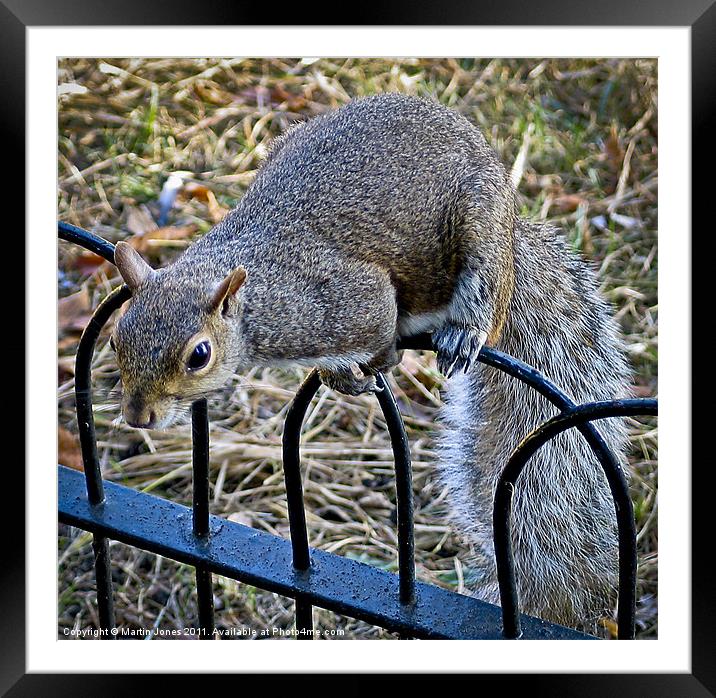 Cheeky Grey Squirrel Framed Mounted Print by K7 Photography