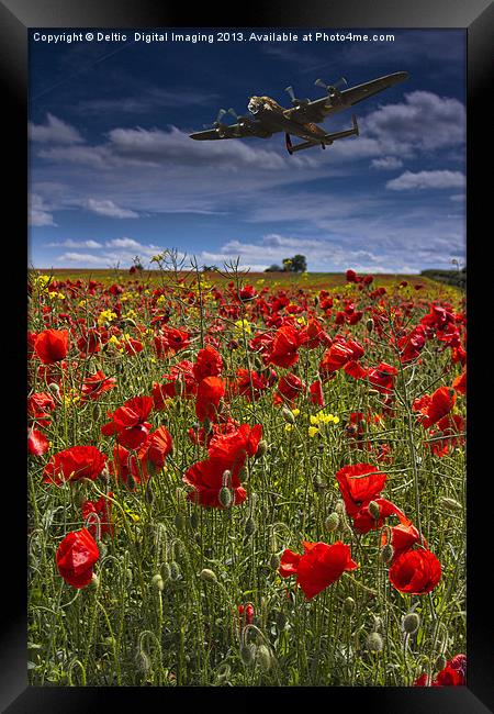 Poppies Framed Print by K7 Photography