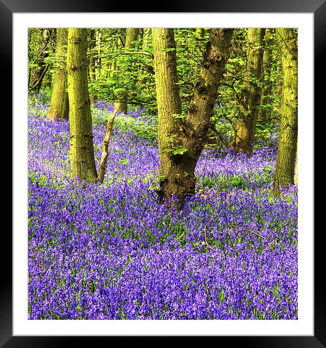 Enchanting Bluebell Woods Framed Mounted Print by K7 Photography
