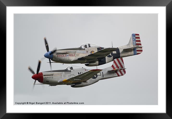 North American P-51D Mustangs Framed Mounted Print by Nigel Bangert