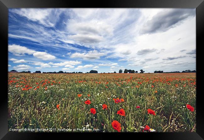 Poppy Field Framed Print by Nigel Bangert