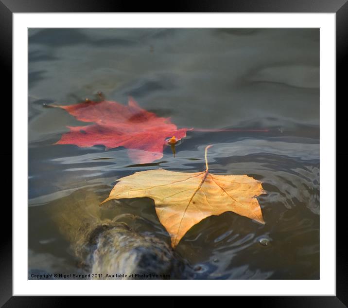 Floating Leaves Framed Mounted Print by Nigel Bangert