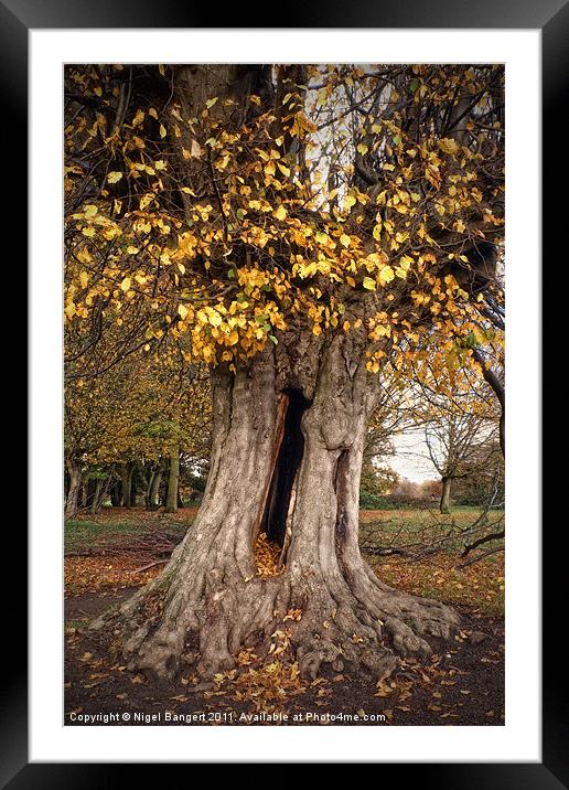 Hollow Tree Framed Mounted Print by Nigel Bangert