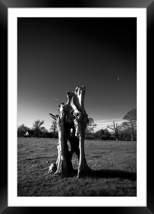 Old Tree Stump Framed Mounted Print by Nigel Bangert