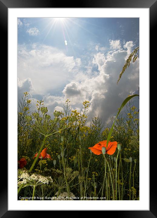 Summer Field Framed Mounted Print by Nigel Bangert