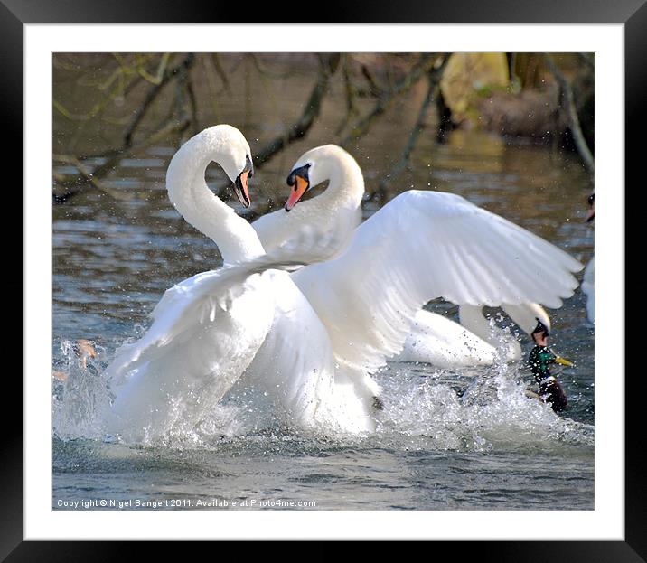 Swan Fight Framed Mounted Print by Nigel Bangert