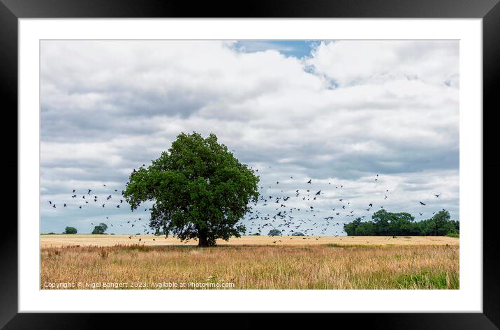 Roost Framed Mounted Print by Nigel Bangert