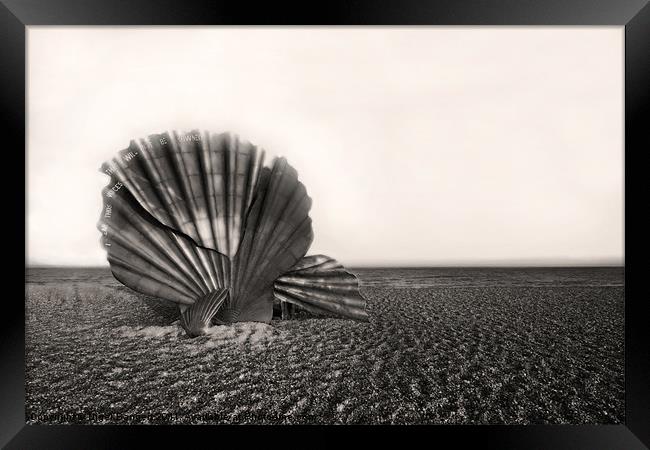 Shell Sculpture Framed Print by Nigel Bangert