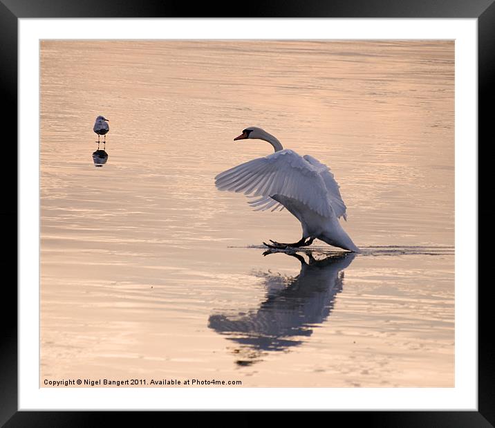 Swan Landing on Ice Framed Mounted Print by Nigel Bangert