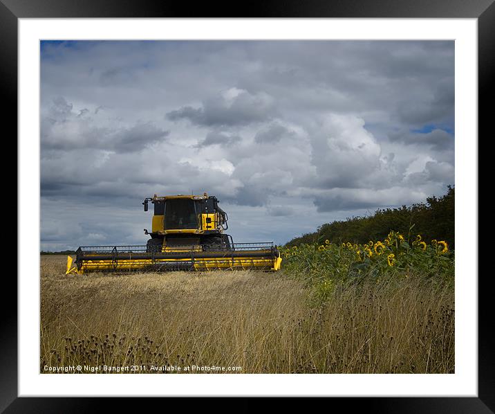 Combine and Sunflowers Framed Mounted Print by Nigel Bangert
