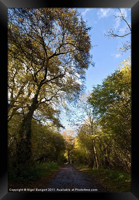 Forest Path Framed Print by Nigel Bangert