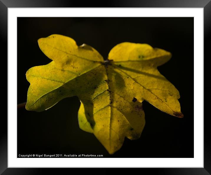 Autumn Leaf Framed Mounted Print by Nigel Bangert