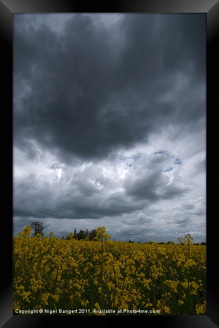Storm over Rapeseed Field Framed Print by Nigel Bangert