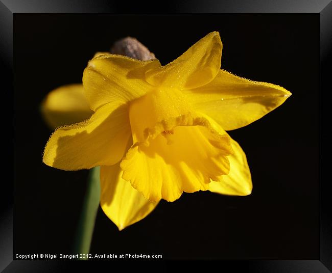 Daffodil Framed Print by Nigel Bangert
