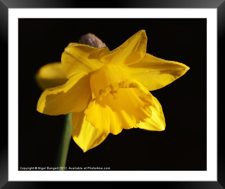 Daffodil Framed Mounted Print by Nigel Bangert