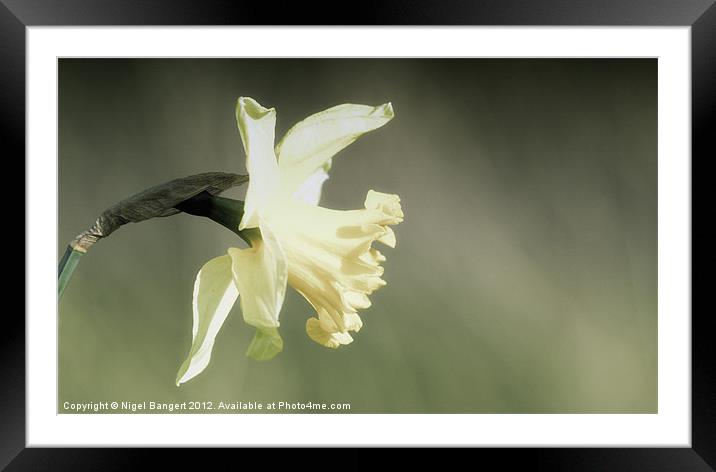 Daffodil Framed Mounted Print by Nigel Bangert