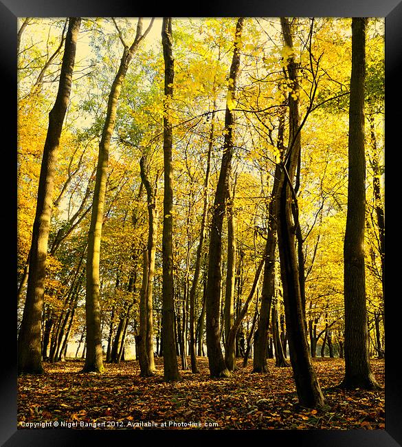 Autumn Light Framed Print by Nigel Bangert