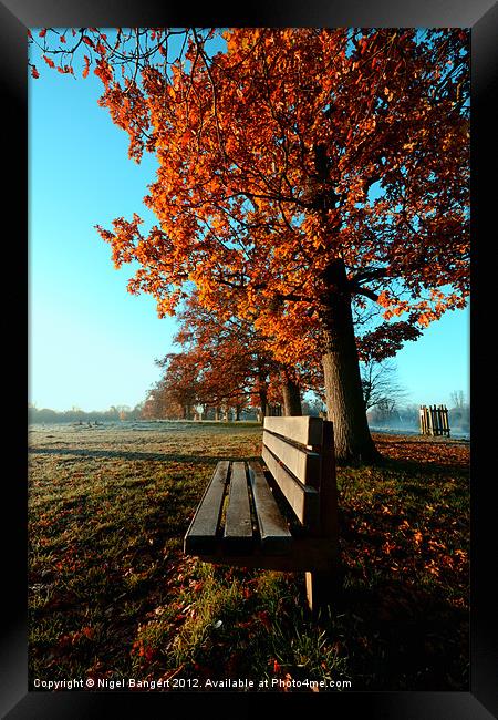 Autumn Seat Framed Print by Nigel Bangert