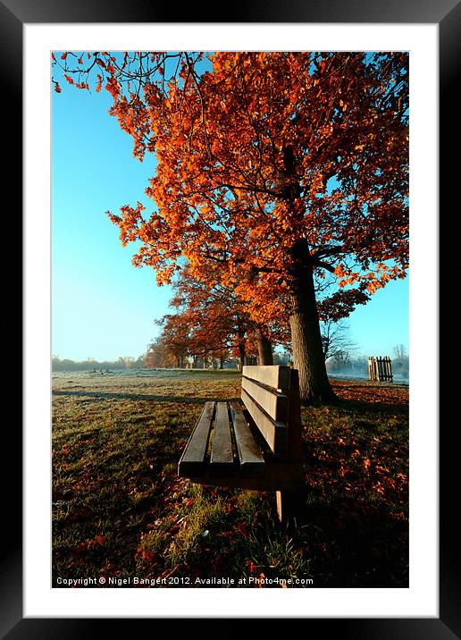Autumn Seat Framed Mounted Print by Nigel Bangert