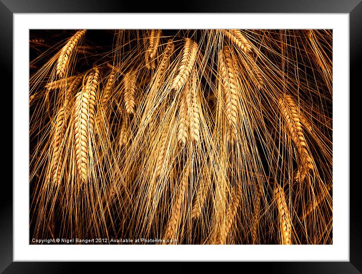 Wheat Framed Mounted Print by Nigel Bangert