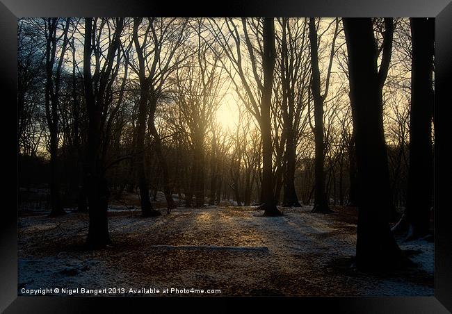 Winter Forest Framed Print by Nigel Bangert