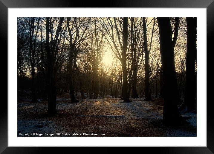 Winter Forest Framed Mounted Print by Nigel Bangert