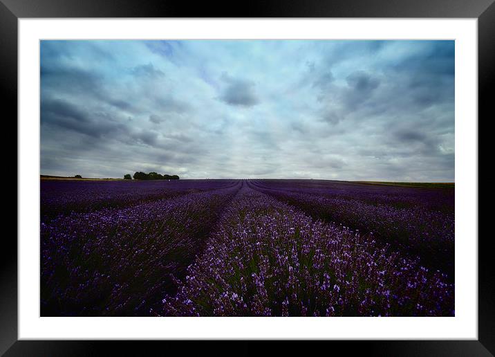 Field of Lavender Framed Mounted Print by Nigel Bangert
