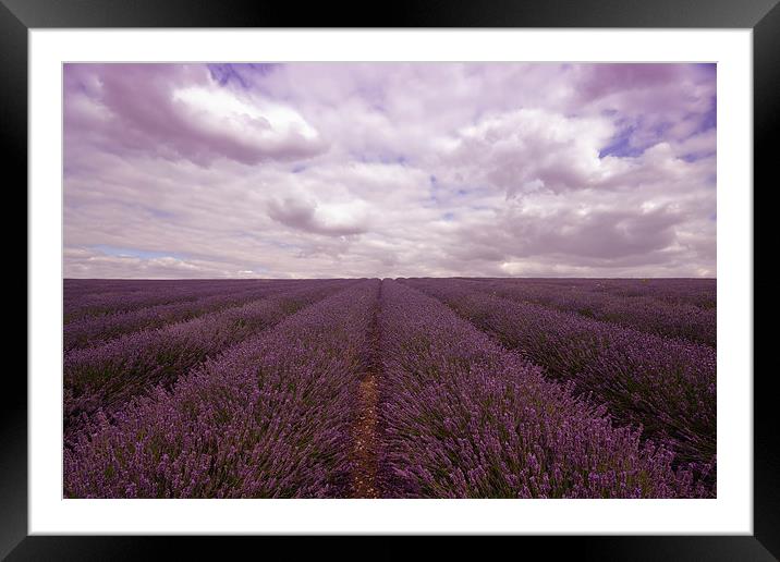 Lavender Field Framed Mounted Print by Nigel Bangert