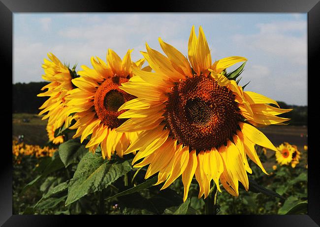 Sunflowers Framed Print by Nigel Bangert