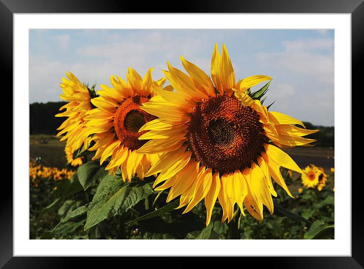 Sunflowers Framed Mounted Print by Nigel Bangert