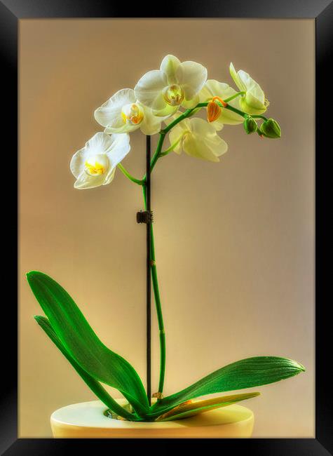 Orchid Framed Print by Nigel Bangert