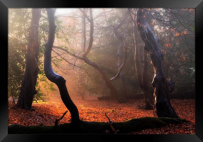Autumn in Epping Forest Framed Print by Nigel Bangert