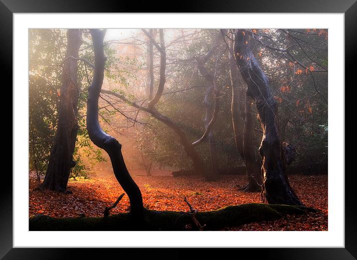 Autumn in Epping Forest Framed Mounted Print by Nigel Bangert
