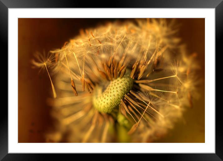 When the Wind Blows Framed Mounted Print by Nigel Bangert
