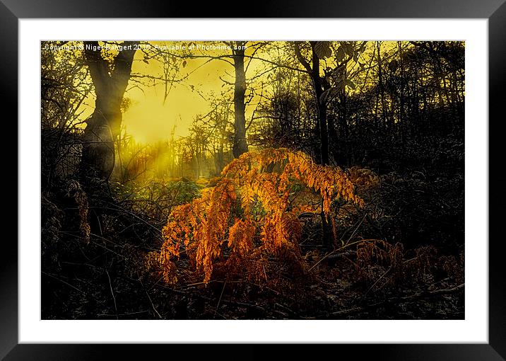  Winter Sunlight Framed Mounted Print by Nigel Bangert