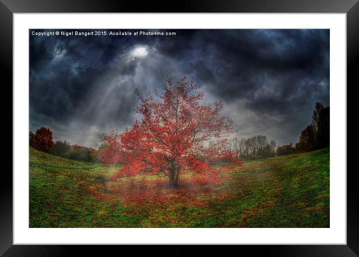  Autumn Tree Framed Mounted Print by Nigel Bangert