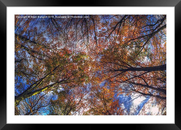  Autumn Tree Canopy Framed Mounted Print by Nigel Bangert