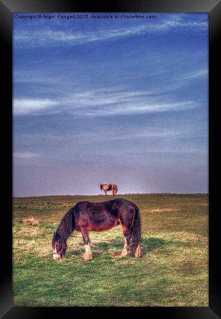  Ponies on Harlow Common Framed Print by Nigel Bangert