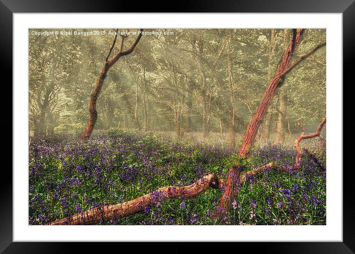  Bluebell Woods Framed Mounted Print by Nigel Bangert