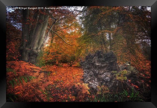  Fallen Tree Framed Print by Nigel Bangert