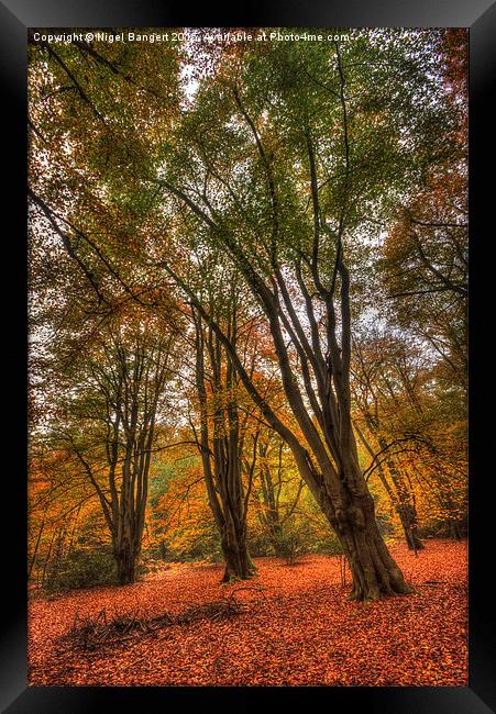  Sisters Framed Print by Nigel Bangert