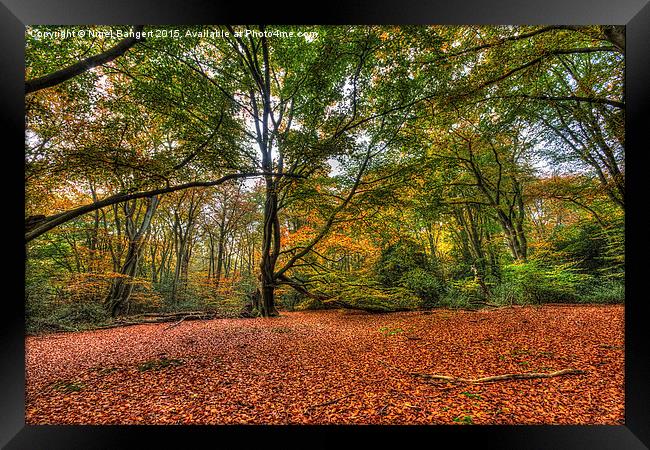  Forest Clearing Framed Print by Nigel Bangert