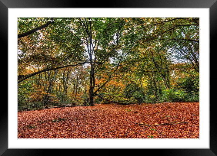  Forest Clearing Framed Mounted Print by Nigel Bangert