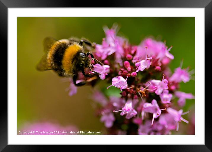 Bee my Beauty Framed Mounted Print by Tom Maslen