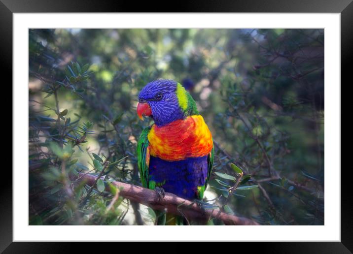 Rainbow Lorikeet Framed Mounted Print by Alison Johnston